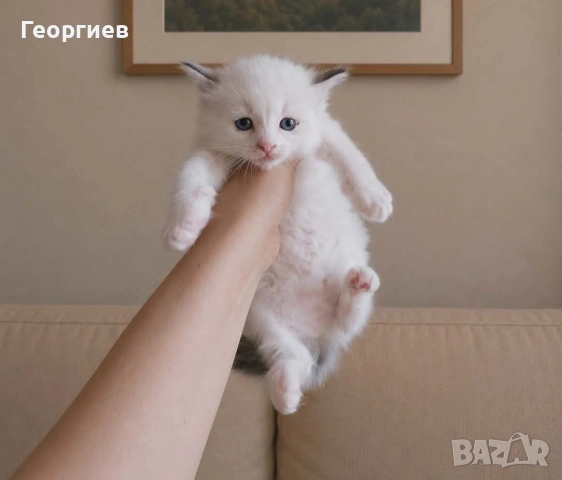 Регдол коте , снимка 4 - Други - 49355838