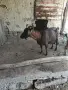 Декоративни кози, майка с две Козлево и бремена, снимка 3