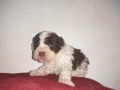 Бебета Лагото Романьоло / Lagotto Romagnolo, снимка 7