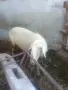 продавам овце .., снимка 2