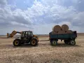 Продавам Бали просо реколта 2026, снимка 1