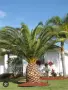 🌴 Канарска финикова палма (Phoenix canariensis) – здраво младо растение, снимка 1