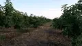 Смокини от смокинова градина, снимка 2
