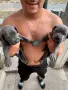 Продавам кучета Кане корсо, снимка 1