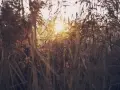 Висок клас динамичен микрофон за професионална употреба 5L3M, снимка 4