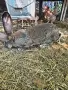 Мъжки заек великан , снимка 2