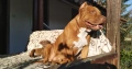 Американски питбул териер ,,Ред ноус''(American pitbull terrier Red nose), снимка 5