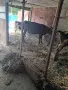 3 женски 1 мъжко породисти, снимка 7