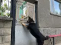 Немска овчарка мъжки, снимка 16