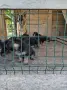 Продават се малки немски овчарки, снимка 3