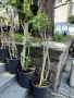 Продавам Шефлера / Schefflera 10 годишна, 170 см. височина, 10 броя, снимка 9