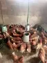 кокошки ломан браун носачки, снимка 2