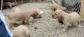 Кучета кокер шпаньол , снимка 4