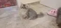 Персийски котета, снимка 11