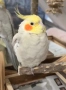 мъжка корела, обучен, снимка 2