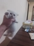 продавам шотландски клепоухи котета мъжки, снимка 7