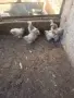Колумбийска брама 6бр. Пилета, снимка 3