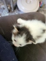 котета, снимка 1