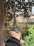 Статуетка Везна, снимка 3