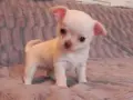 Мини чихуахуа.., снимка 5