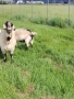 Продавам пърч и 3 кози! , снимка 3