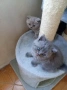 Британски късокосмести, снимка 5