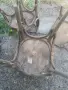 Виенски столове , снимка 9