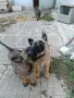 Белгийски овчарки, малиноа , снимка 5