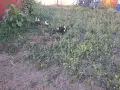 Малки неми патета, снимка 3