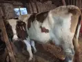 свободни 3 крави , снимка 6