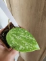Хоя Macrophylla splach, снимка 1