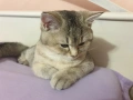 Шотландска златна чинчила , снимка 1