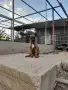 Белгийска овчарка Малинуа , снимка 2