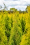 Туя Златен Смарагд, Thuja Occidentalis Golden Smaragd, студоустойчива!!, снимка 2