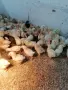  Бройлери, носачки, пъдпъдъци, патета, снимка 4