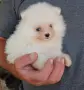 Кученца померан, снимка 1