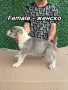 АЛАБАЙ - 40 days с първка ваксина, снимка 7