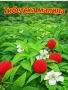 Ягодова малина, снимка 2