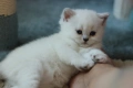 Британски късокосмести котенца – Silver Shaded, Golden Shaded и Colourpoint, снимка 2