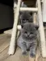 британски чистокръвни,късокосмеати котета , снимка 3