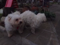 Малки, малтийски болонки, снимка 2
