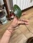 Hoya Хоя Cinnamomifolia var.purpureofurca , снимка 1