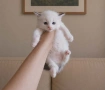 Регдол коте , снимка 4