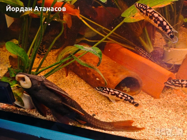 Три големи сома (Pleco), снимка 4 - Рибки - 54895114