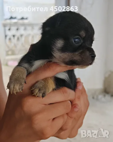 Чихуахуа. Chihuahua 