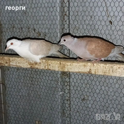 Гугутки скумруци, снимка 2 - Гълъби - 53962022