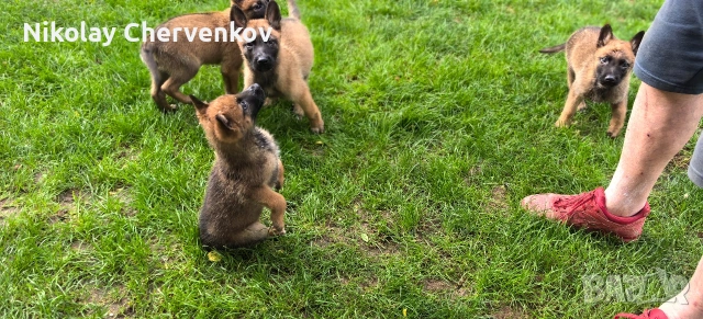 Малиноа , снимка 7 - Белгийска овчарка - 54886363