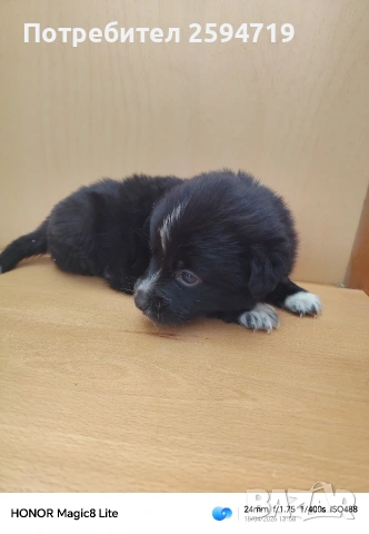 Продавам кученца пинчер, снимка 4 - Пинчер - 54286814