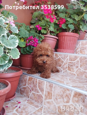 Той Пудел., снимка 3 - Пудели - 53365753