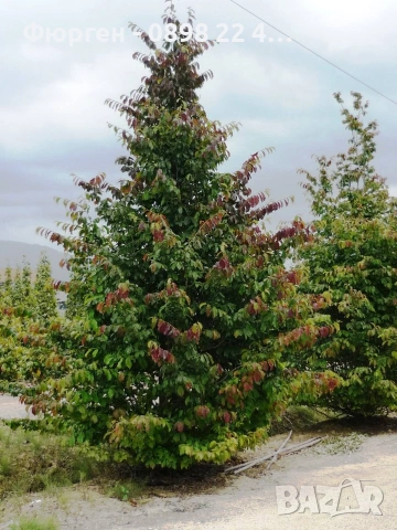 Персийско желязно дърво - Parrotia persica, снимка 7 - Разсади - 54974456